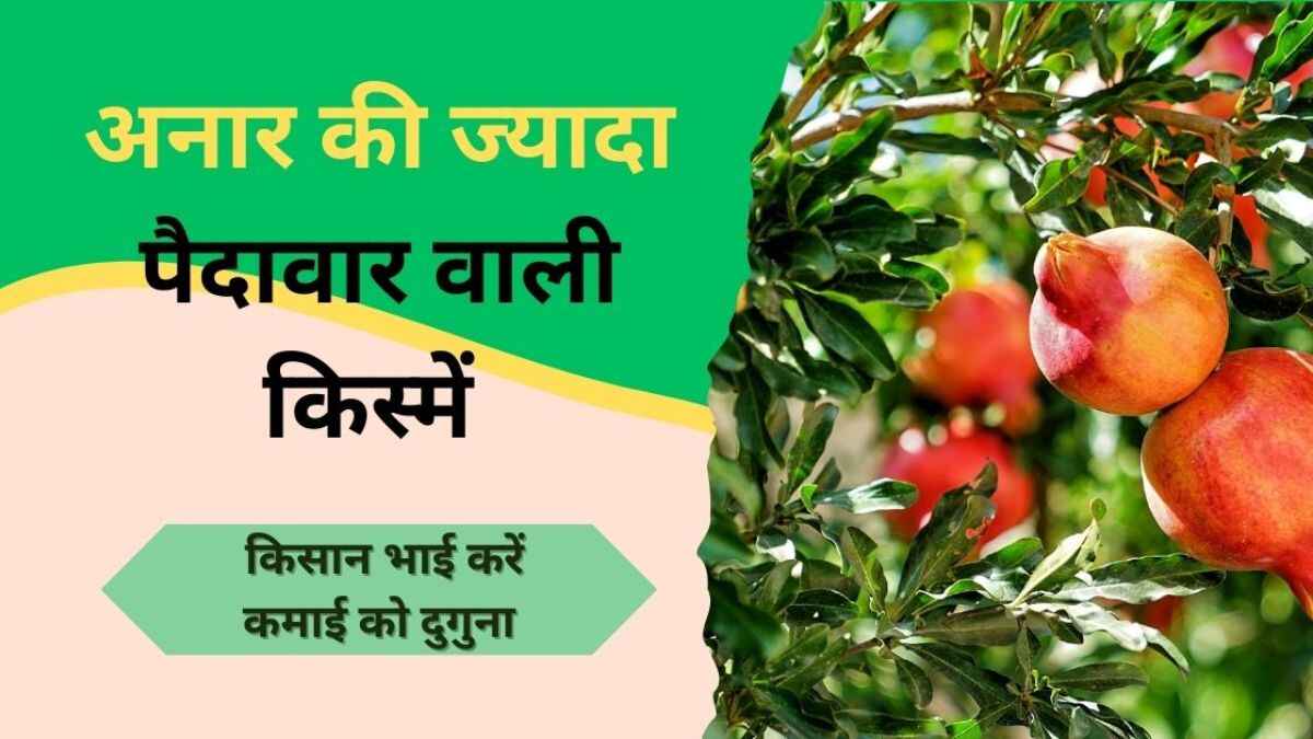 अनार की ज्यादा पैदावार वाली किस्में