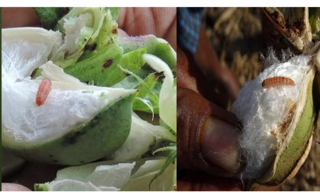 कपास की किस्म,