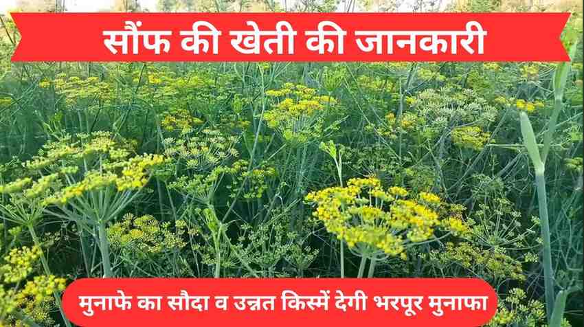 सौंफ की खेती की जानकारी