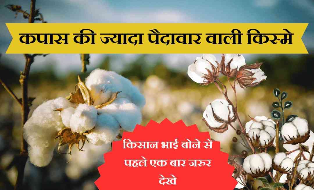 कपास की किस्म