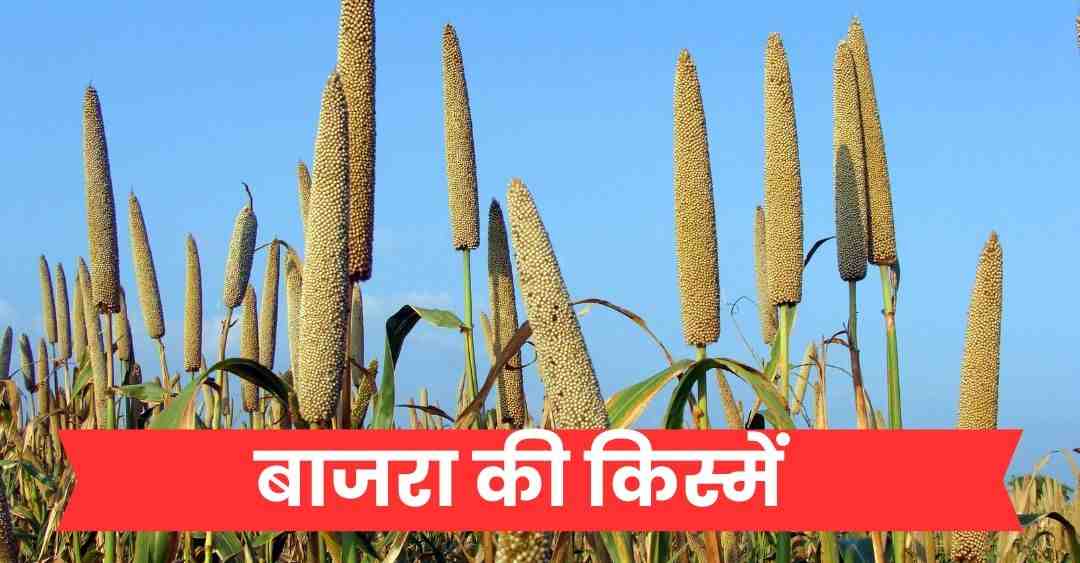 बाजरा की किस्में
