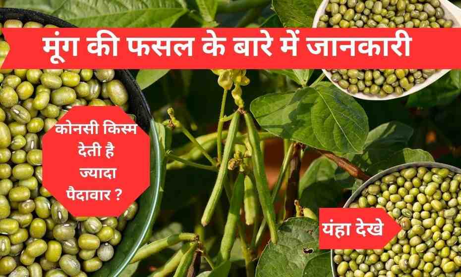 मूंग की खेती की जानकारी
