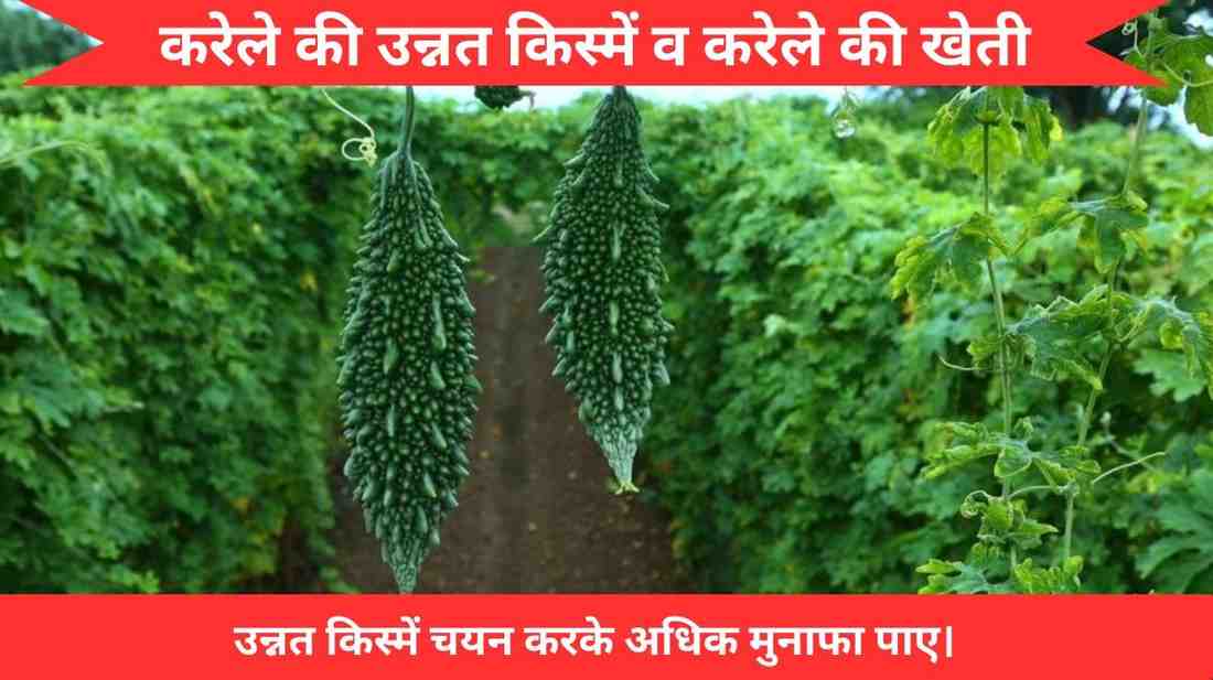 करेले की उन्नत किस्में