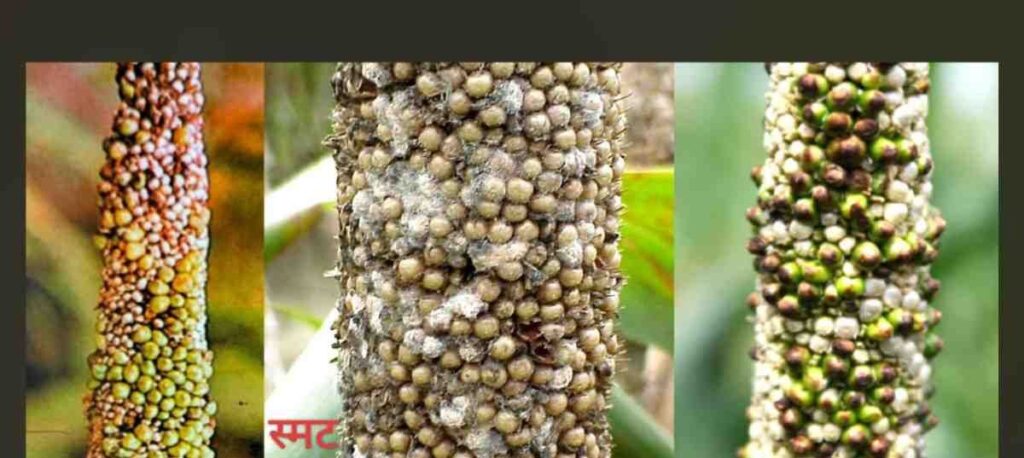 बाजरा की किस्में