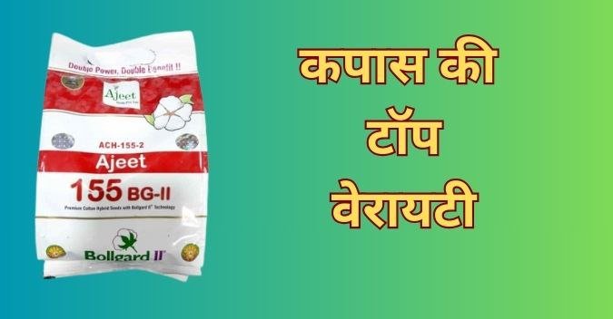 कपास की किस्म