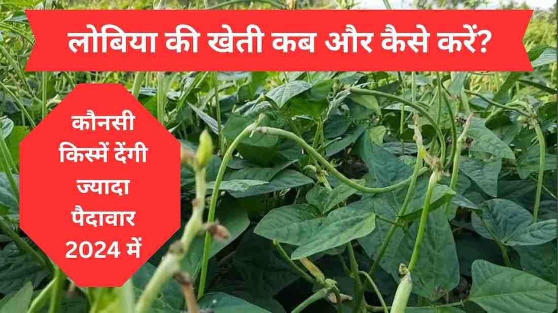 लोबिया की खेती