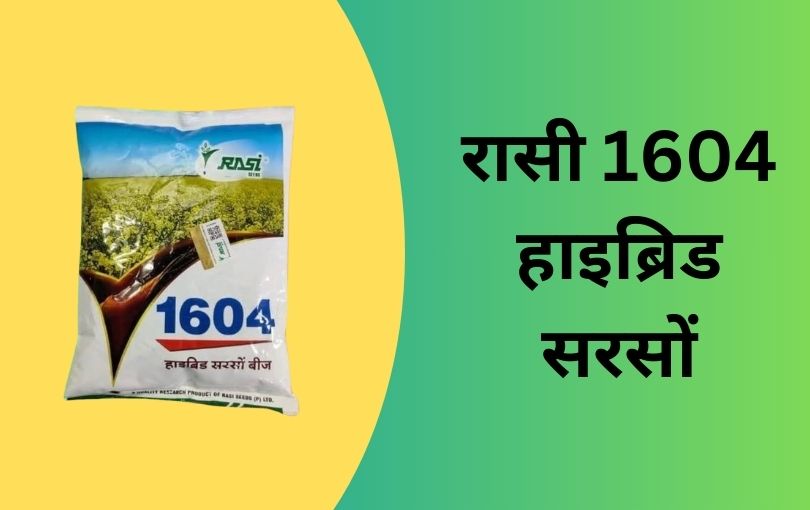 राई सरसों की खेती