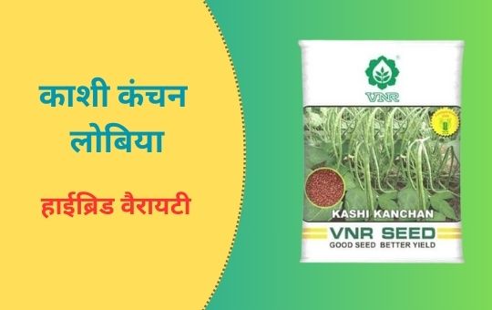 लोबिया की खेती