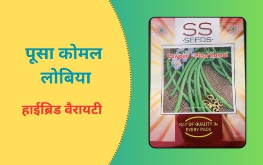 लोबिया की खेती