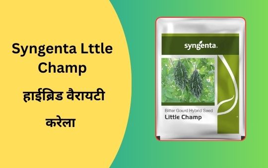 करेले की उन्नत किस्में