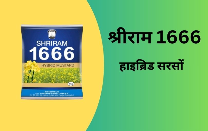 राई सरसों की खेती