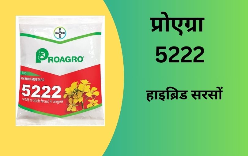 राई सरसों की खेती