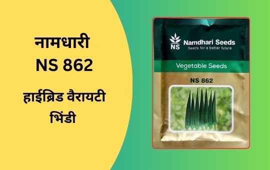 हाइब्रिड भिंडी की खेती