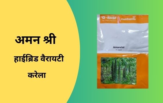 करेले की उन्नत किस्में