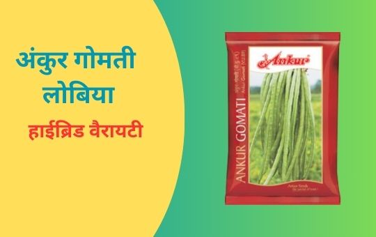 लोबिया की खेती