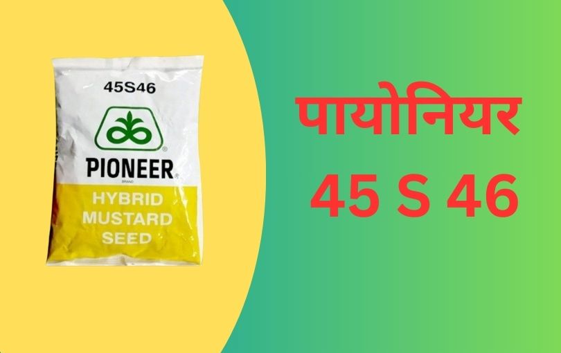 राई सरसों की खेती