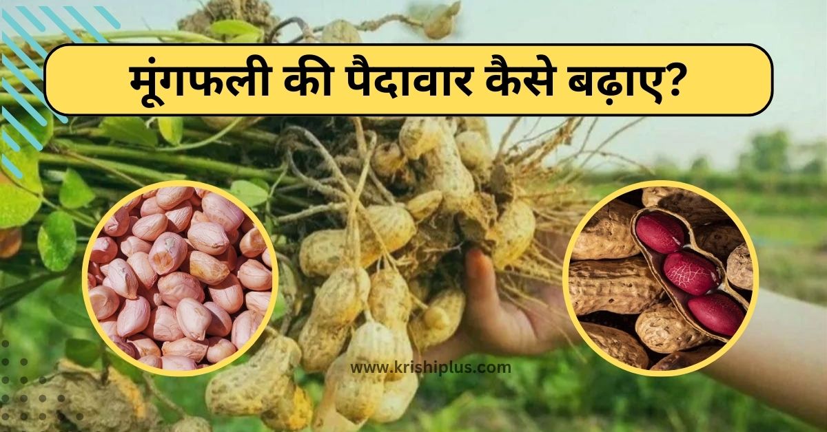 मूंगफली की पैदावार कैसे बढ़ाए?