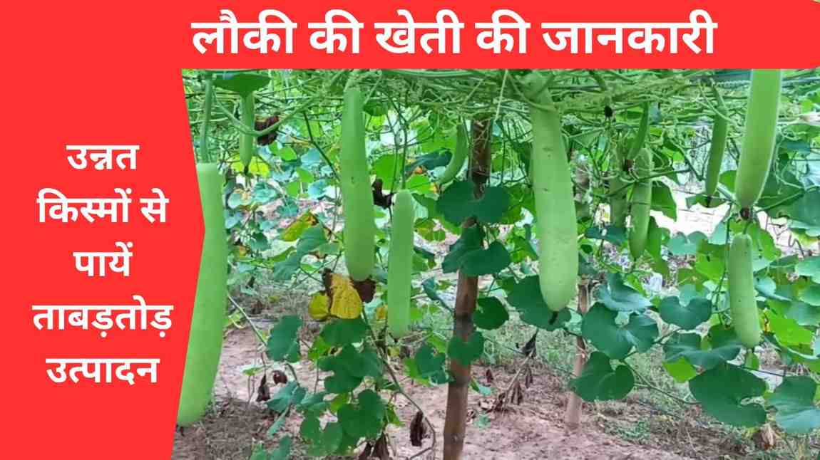 हाइब्रिड लौकी की खेती