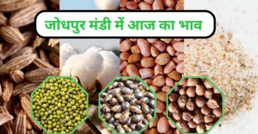 जीरा मंडी जोधपुर आज का भाव