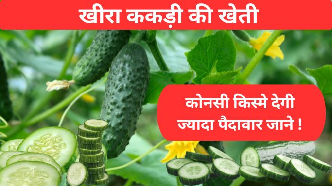 खीरा ककड़ी की खेती