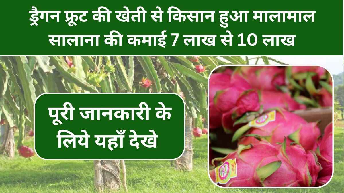ड्रैगन फ्रूट की खेती कब की जाती हैं