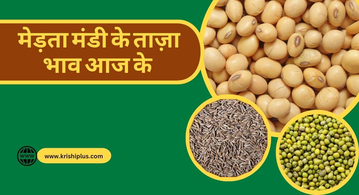 मेड़ता मंडी में आज इसबगोल का भाव