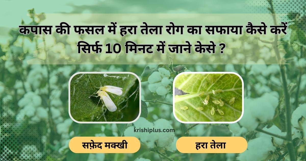 कपास की फसल में हरा तेला रोग
