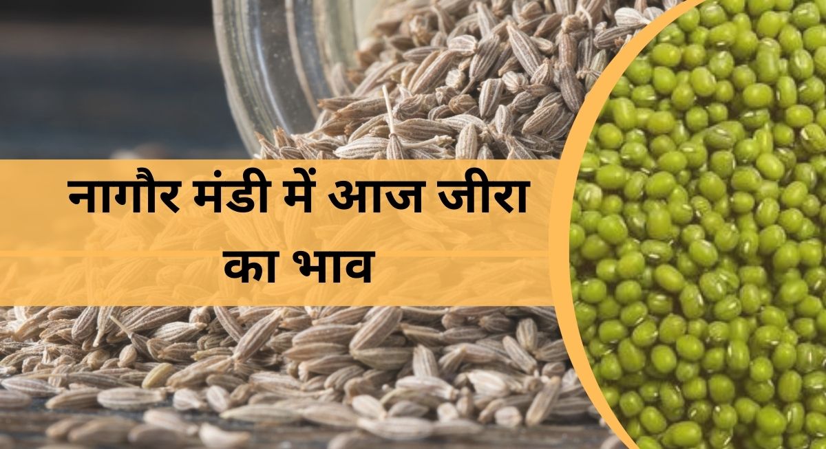 नागौर मंडी में आज जीरा का भाव