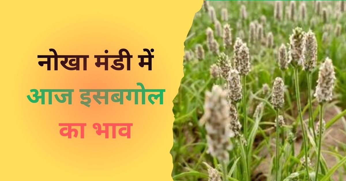 नोखा मंडी में आज इसबगोल का भाव