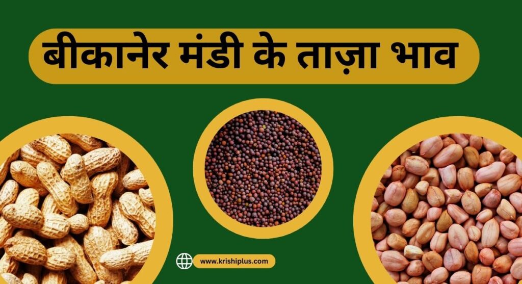 Bikaner Mandi Bhav Today