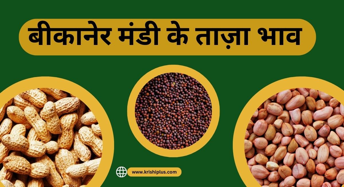 Bikaner Mandi Bhav Today