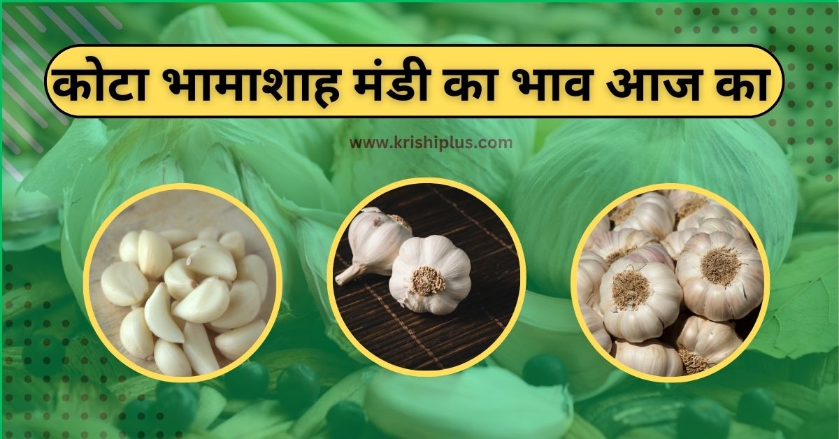 कोटा भामाशाह मंडी का भाव आज का