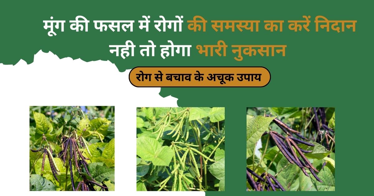 मूंग की फसल में रोगों की समस्या