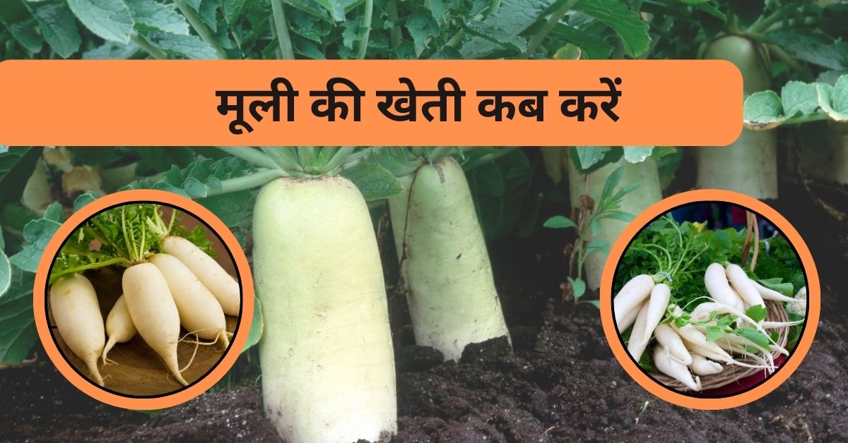 मूली की खेती कब करें