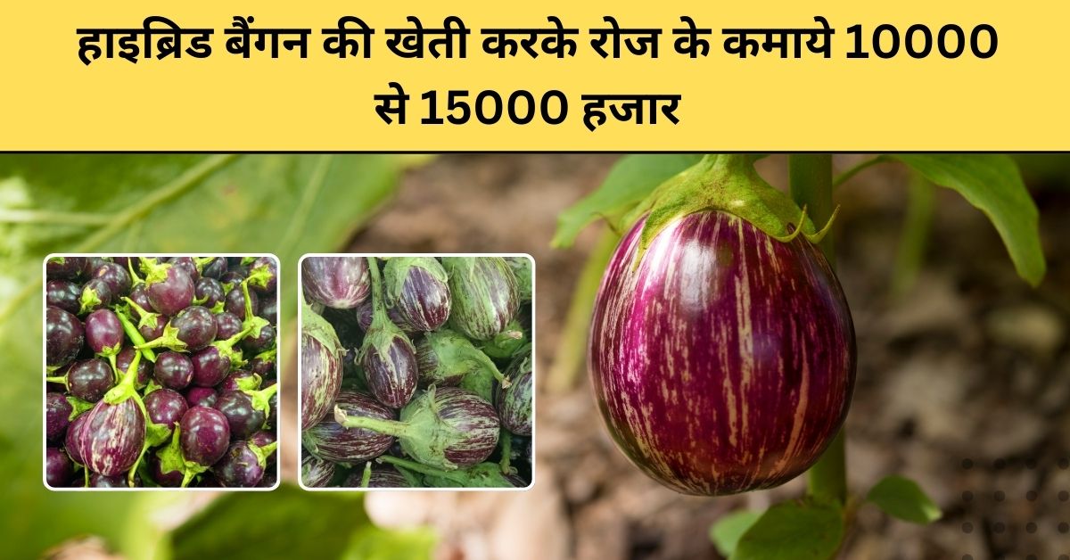 हाइब्रिड बैंगन की खेती