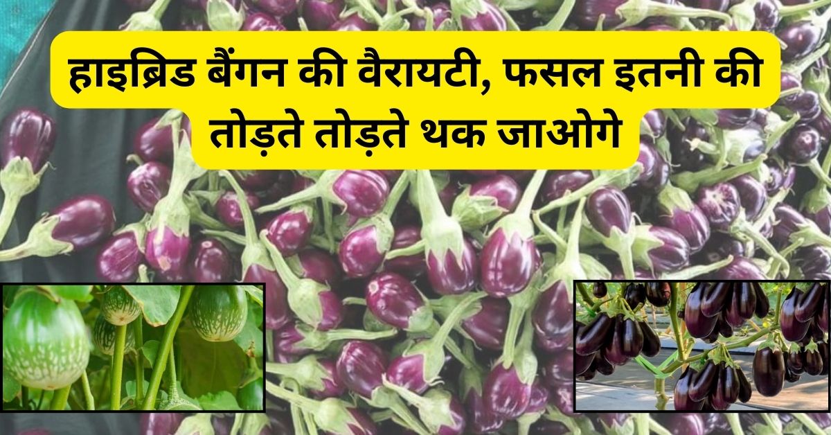 हाइब्रिड बैंगन की वैरायटी