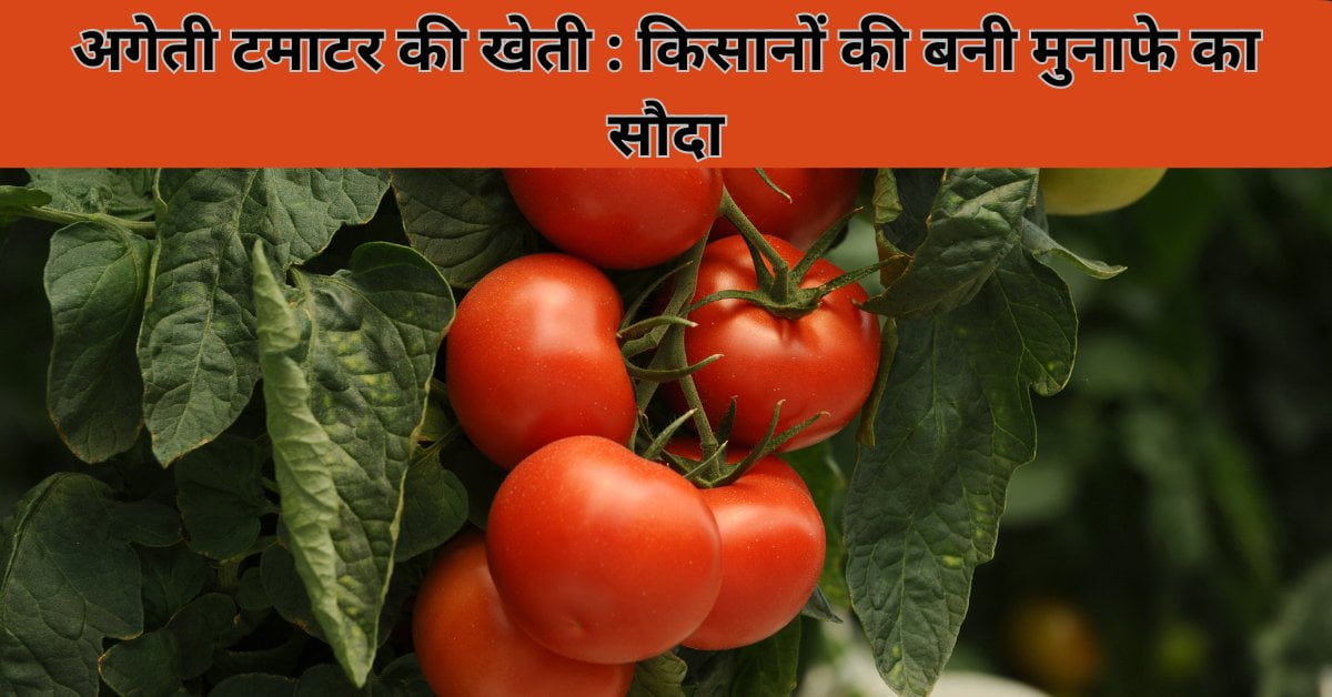 अगेती टमाटर की खेती