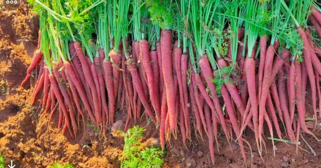 गाजर की खेती से कमाई इन सीजन में करें खेती बने रातों-रात में लखपति