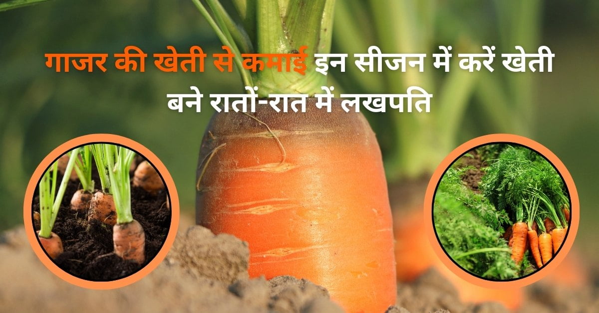 गाजर की खेती से कमाई इन सीजन में करें खेती बने रातों-रात में लखपति