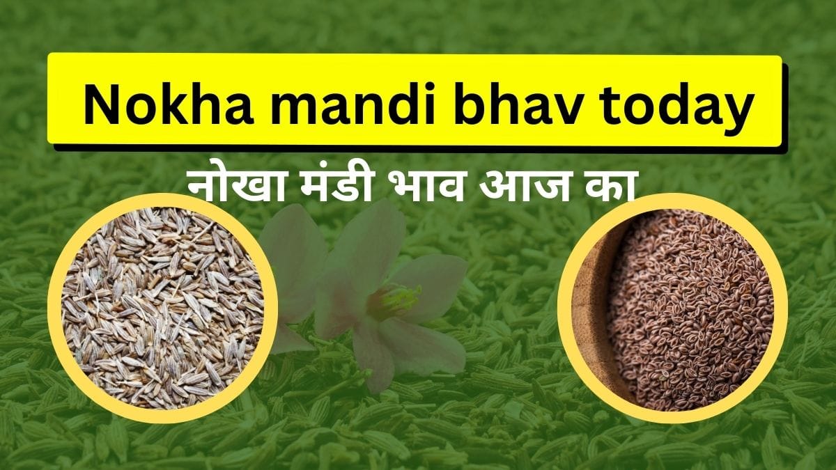 nokha mandi bhav today