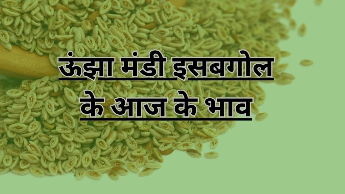 ऊंझा मंडी इसबगोल के आज के भाव