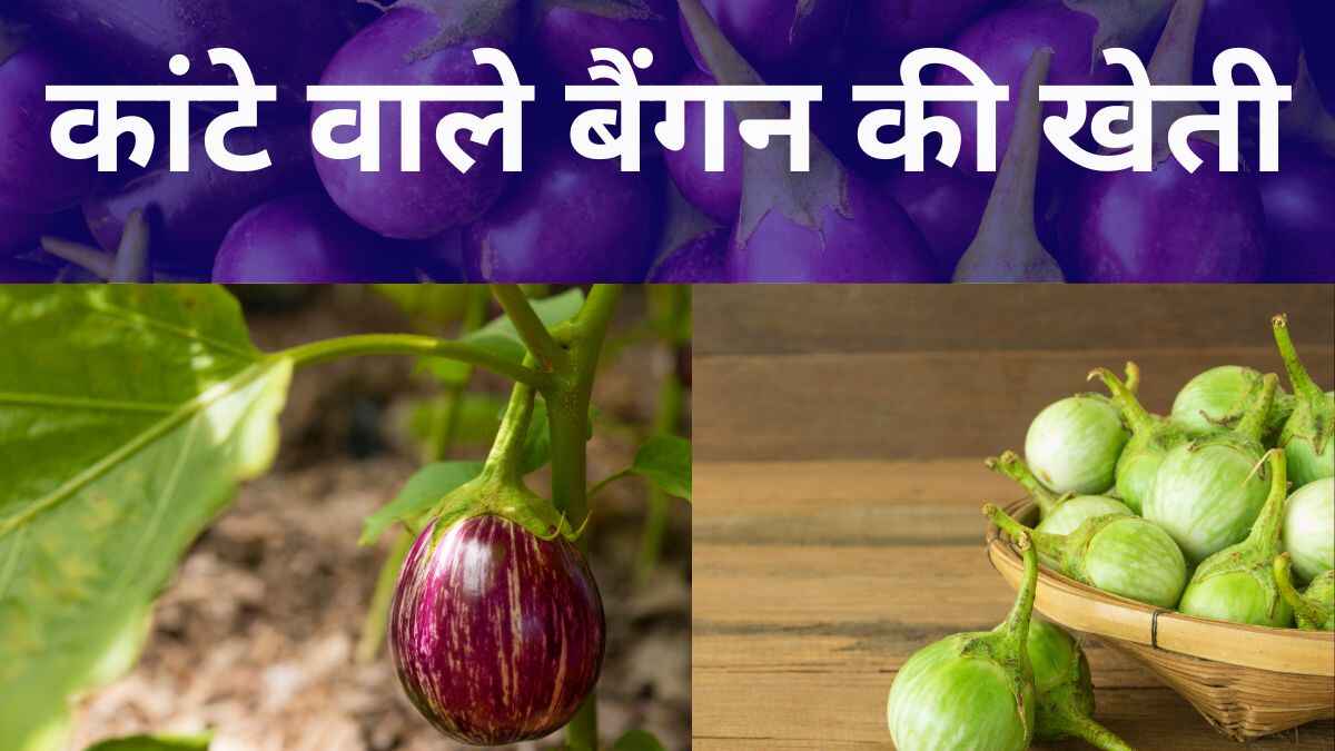 कांटे वाले बैंगन की खेती