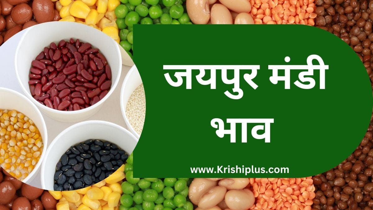 जयपुर मंडी भाव