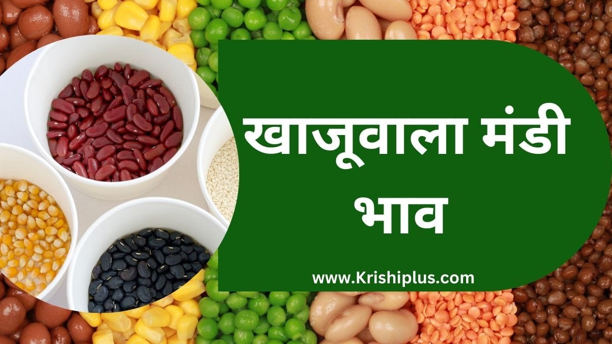 खाजूवाला मंडी भाव