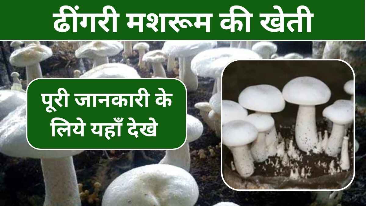 ढींगरी मशरूम की खेती