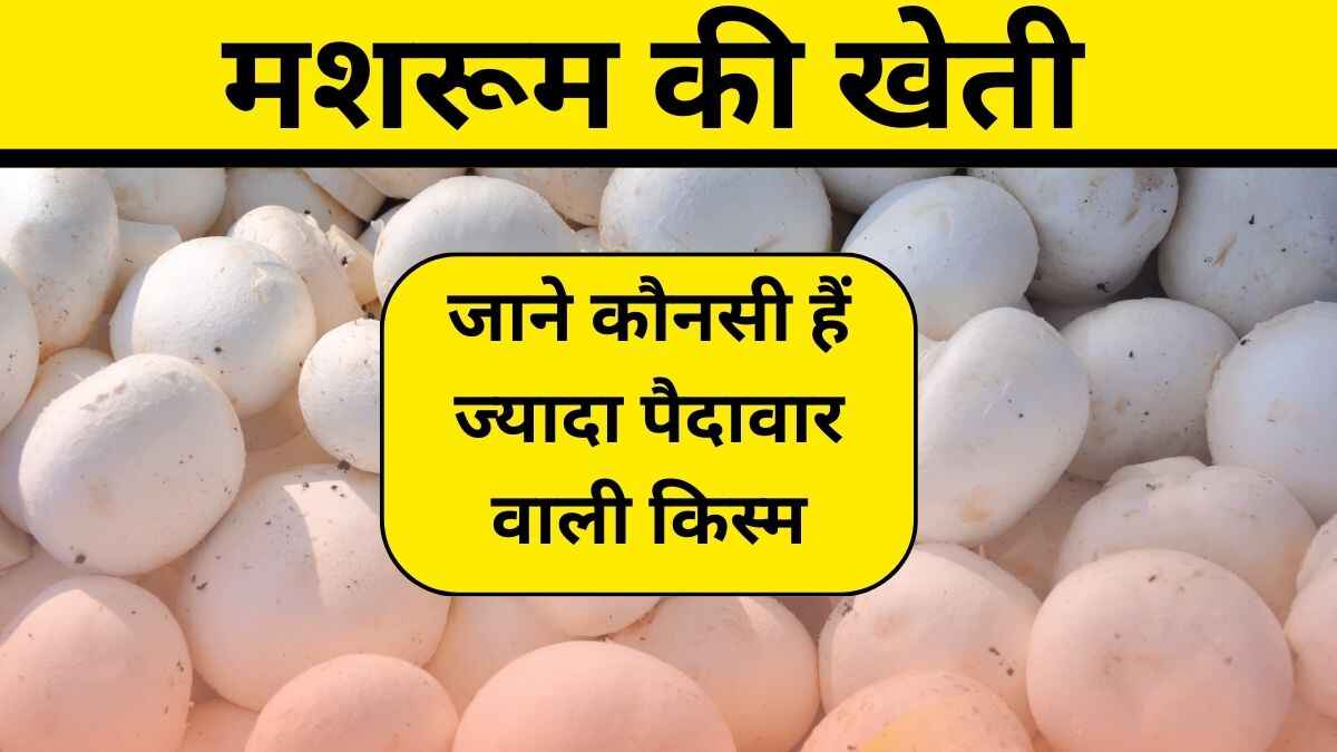 मशरूम की खेती