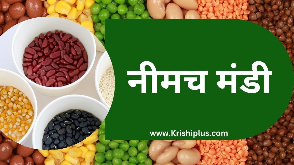 नीमच मंडी भाव