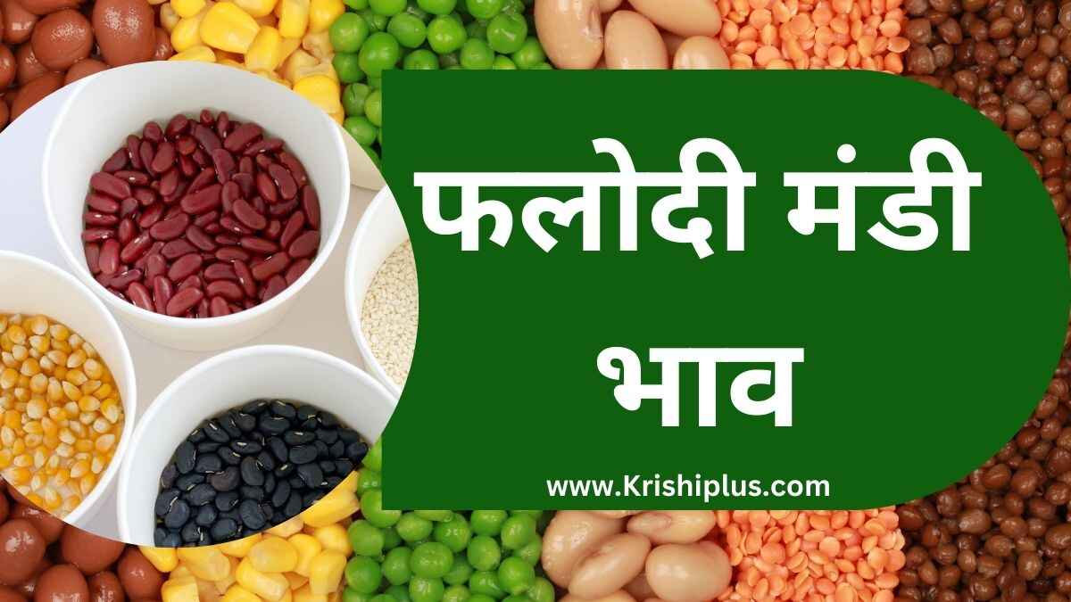 Phalodi Mandi Bhav Today