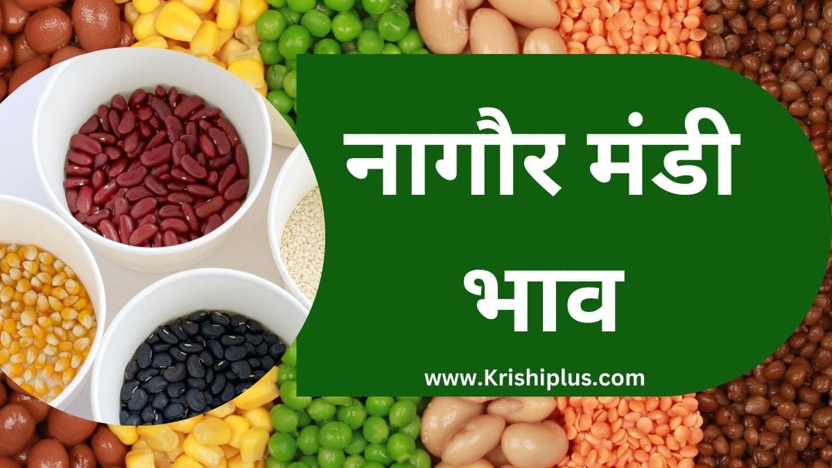 नागौर मंडी भाव