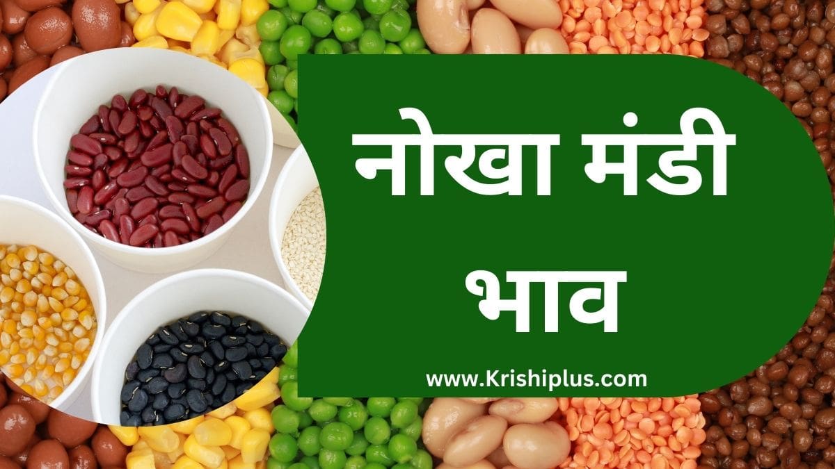 Nokha Mandi bhav Today